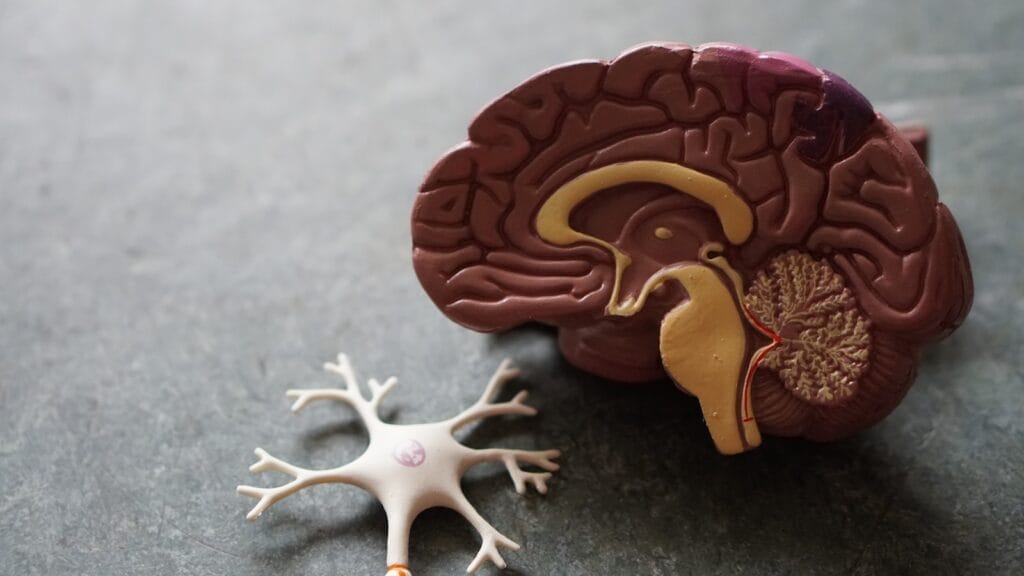 Uso del Cerebrolysin® nella Demenza: Vantaggi e Implicazioni 1 Cerebrolysin nella Demenza